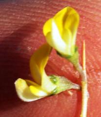 Aspalathus acuminata acuminata