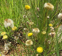 Nidorella podocephala