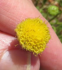 Nidorella podocephala