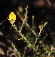Aspalathus acuminata acuminata