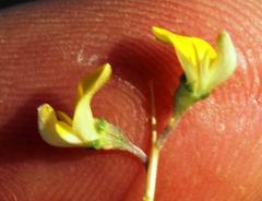 Aspalathus acuminata acuminata