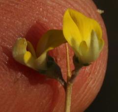 Aspalathus acuminata acuminata