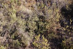 Aspalathus acuminata acuminata