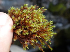 Schistidium papillosum