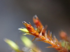 Schistidium papillosum