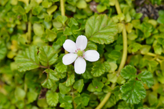 Rubus radicans
