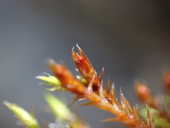 Schistidium papillosum