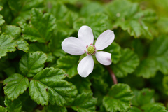Rubus radicans