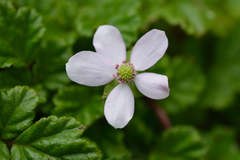 Rubus radicans