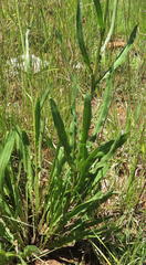 Senecio inornatus