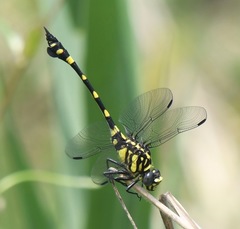 Ictinogomphus pertinax
