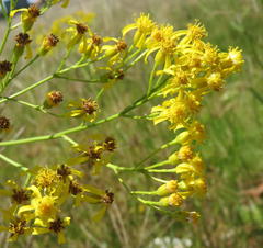 Senecio inornatus