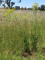 Senecio inornatus