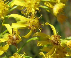 Senecio inornatus
