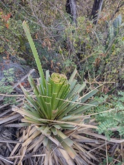 Dasylirion cedrosanum