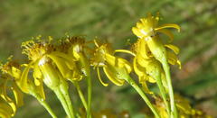 Senecio inornatus