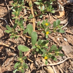 Portulaca oleracea