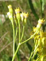 Senecio inornatus