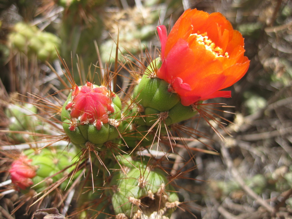 Austrocylindropuntia subulata — an easy houseplant, prefers full sun light