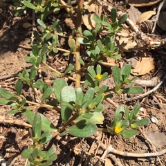 Portulaca oleracea