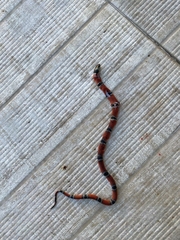 Erythrolamprus pseudocorallus