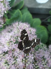 Araschnia levana