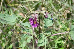 Proboscidea louisianica