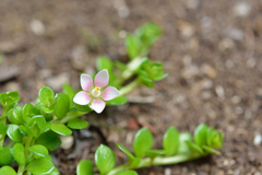 Lysimachia buxifolia