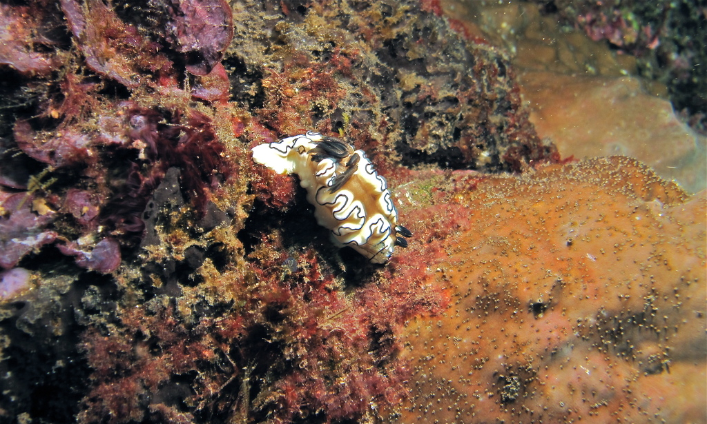 Black-margined Nudibranch