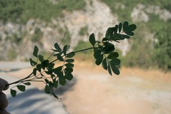 Hippocrepis emerus emeroides