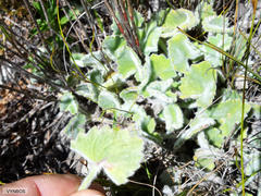 Centella flexuosa