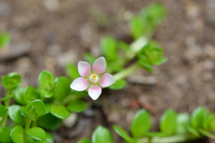 Lysimachia buxifolia