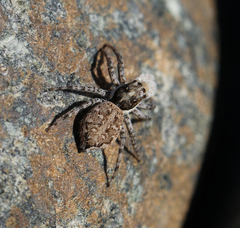 Menemerus semilimbatus