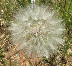 Tragopogon dubius