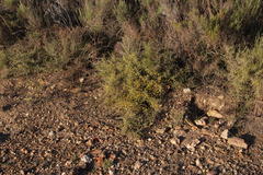 Aspalathus acuminata acuminata