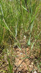 Tragopogon dubius