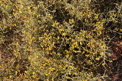 Aspalathus acuminata acuminata