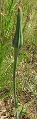 Tragopogon dubius
