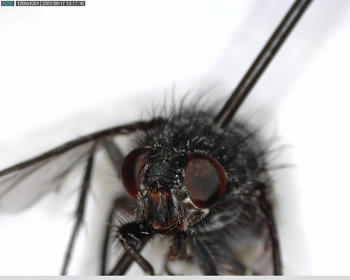 iNaturalist observation photo of Flies