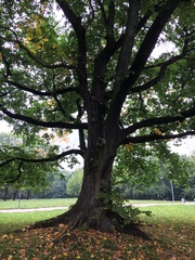 Ulmus