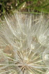 Tragopogon dubius