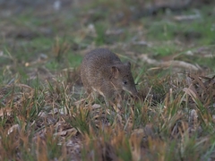 Isoodon obesulus obesulus