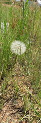 Tragopogon dubius
