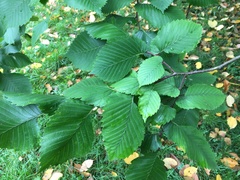 Ulmus