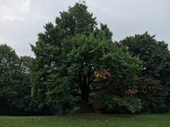 Ulmus