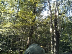 Petroica macrocephala