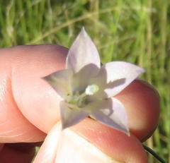 Wahlenbergia virgata