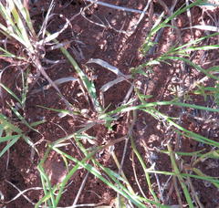 Wahlenbergia virgata