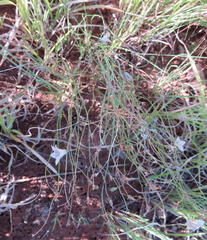 Wahlenbergia virgata