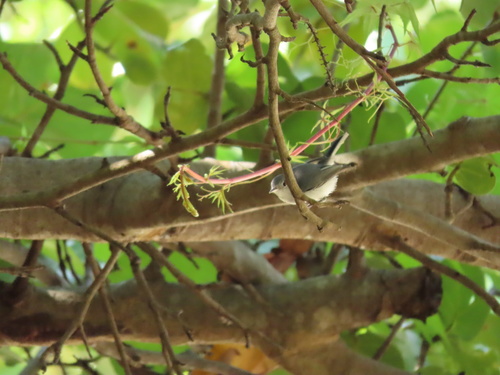 Polioptilidae image